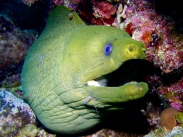 Green Moray Eel at Cleaning Station IMG 6910